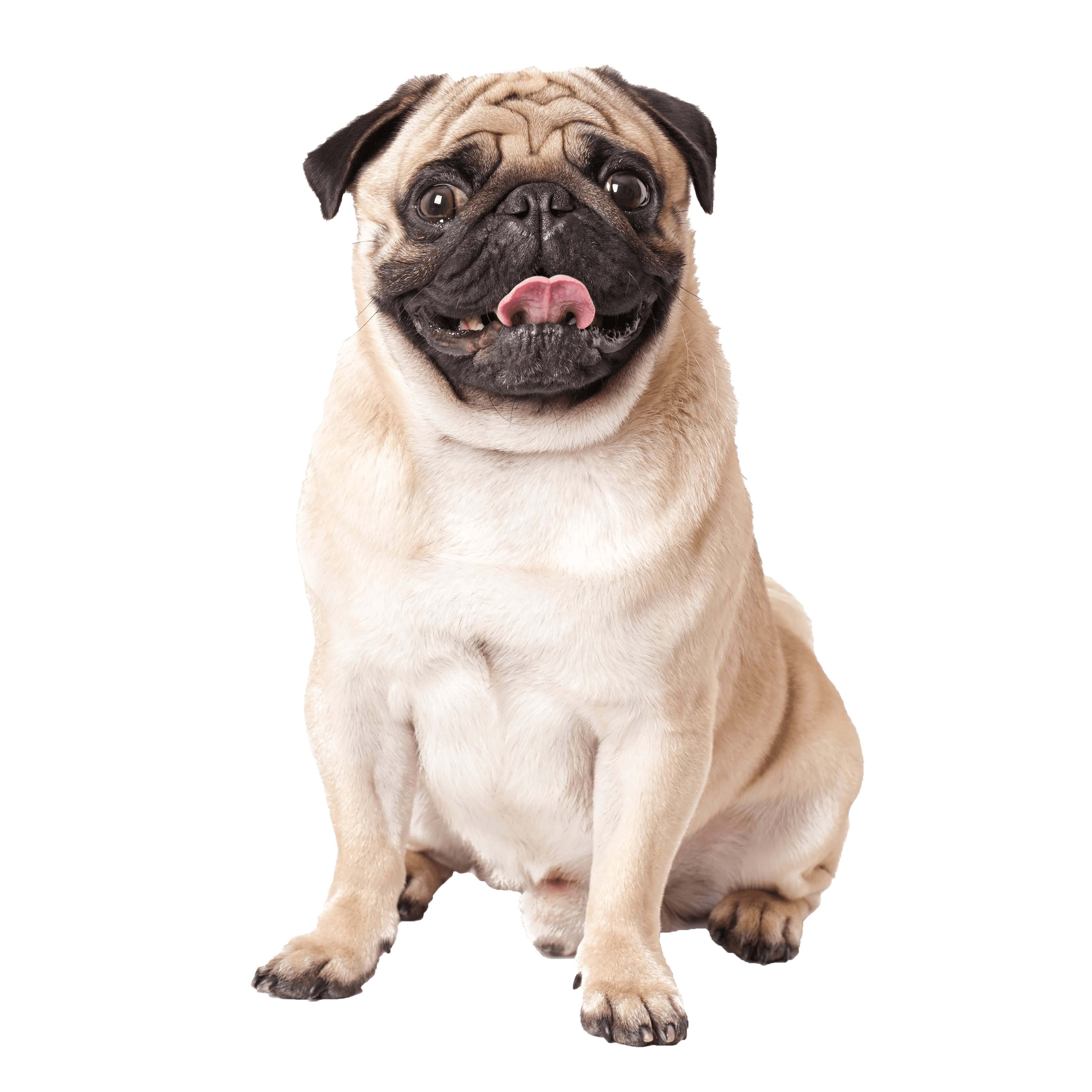 Pug dog isolated white background