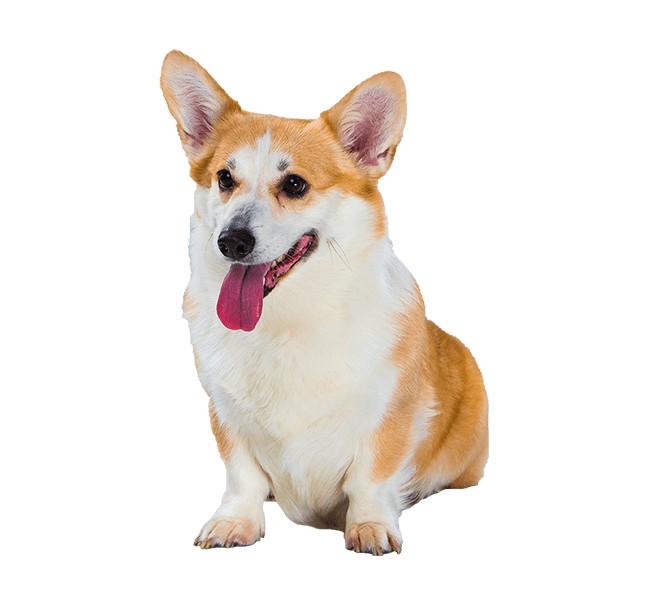 Welsh corgi pembroke sitting