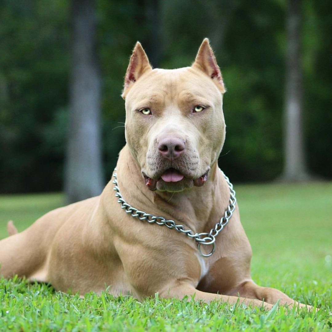 Pitbull