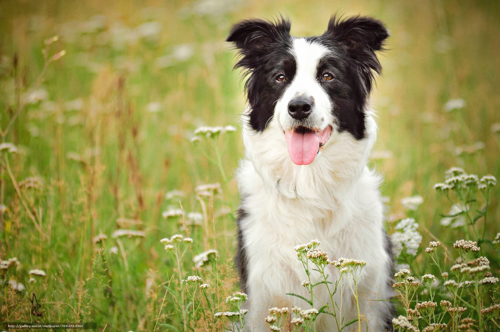 Border Collie