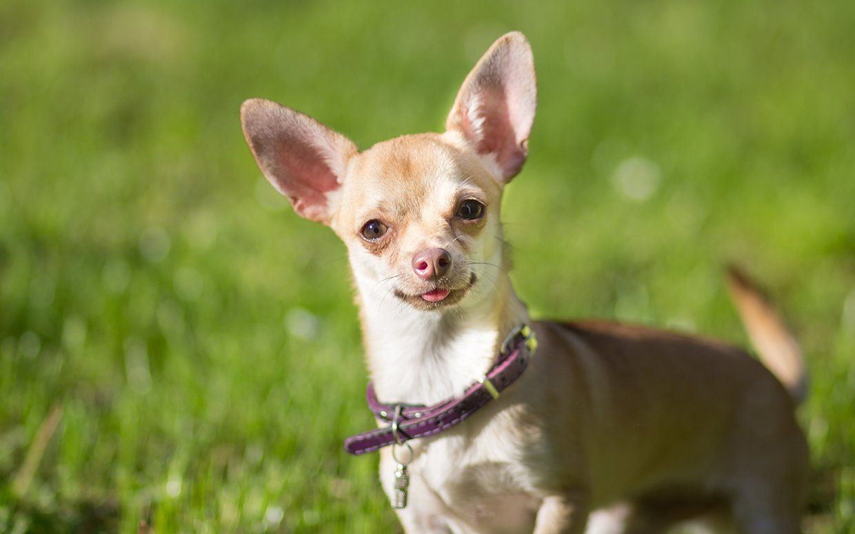 Chihuahua