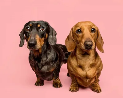 Dachshund