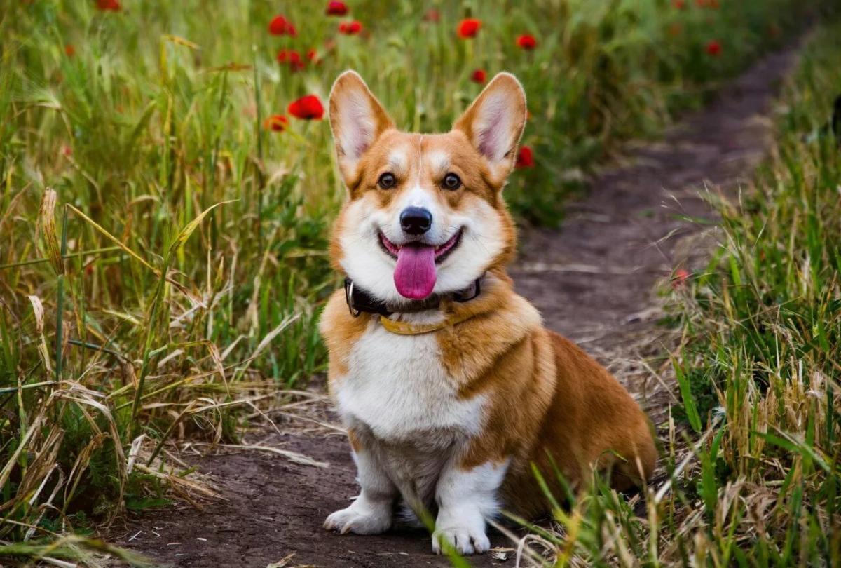 Corgi
